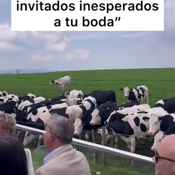 No querían perderse la boda