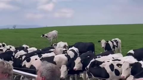 No querían perderse la boda