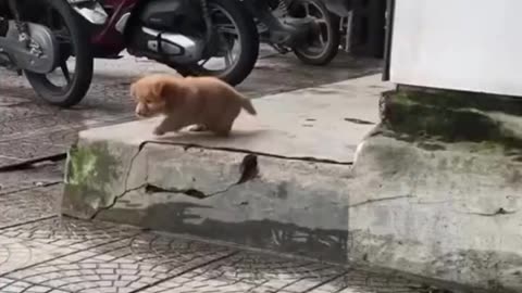 😂 Funny animal videos of the day #funny #funnyvideo #laugh #funnycats #memes