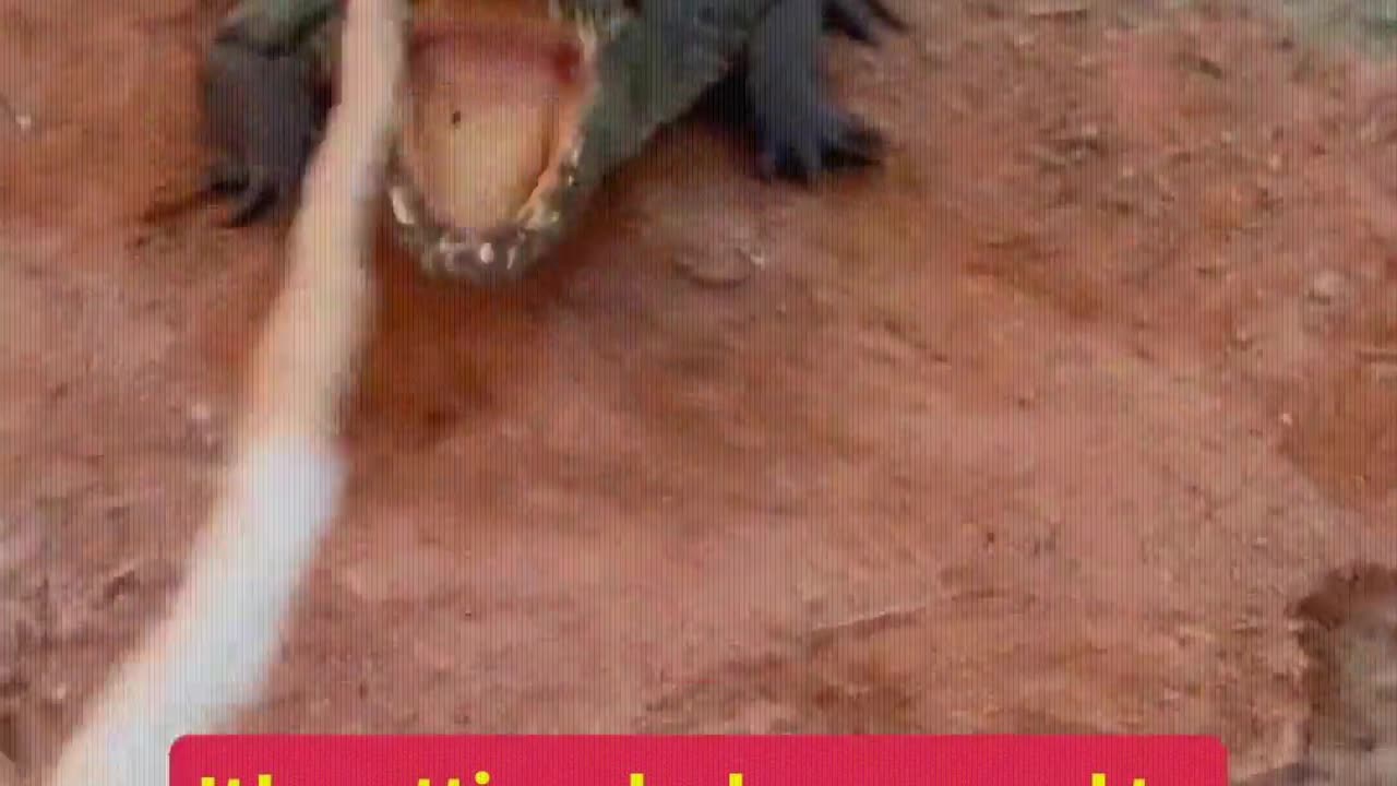 It's getting dark, we need to drive the crocodiles into the water.