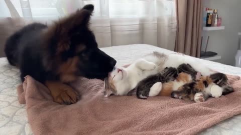 cat and dog funny video
