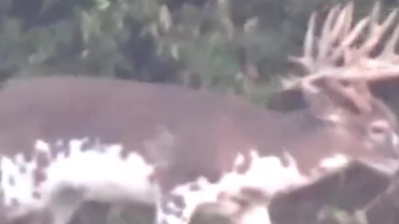 Nice Deer