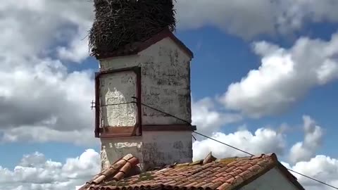 Huge Stork nest in Castile Spain