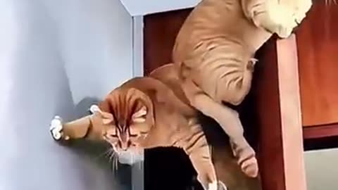 Cat Antics & Screw Ups