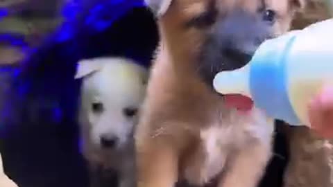 Funny videos of dogs 🐕