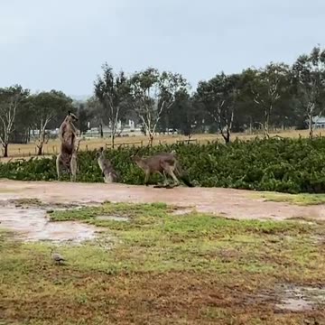 Kangaroo diaries only in Australia 🇦🇺