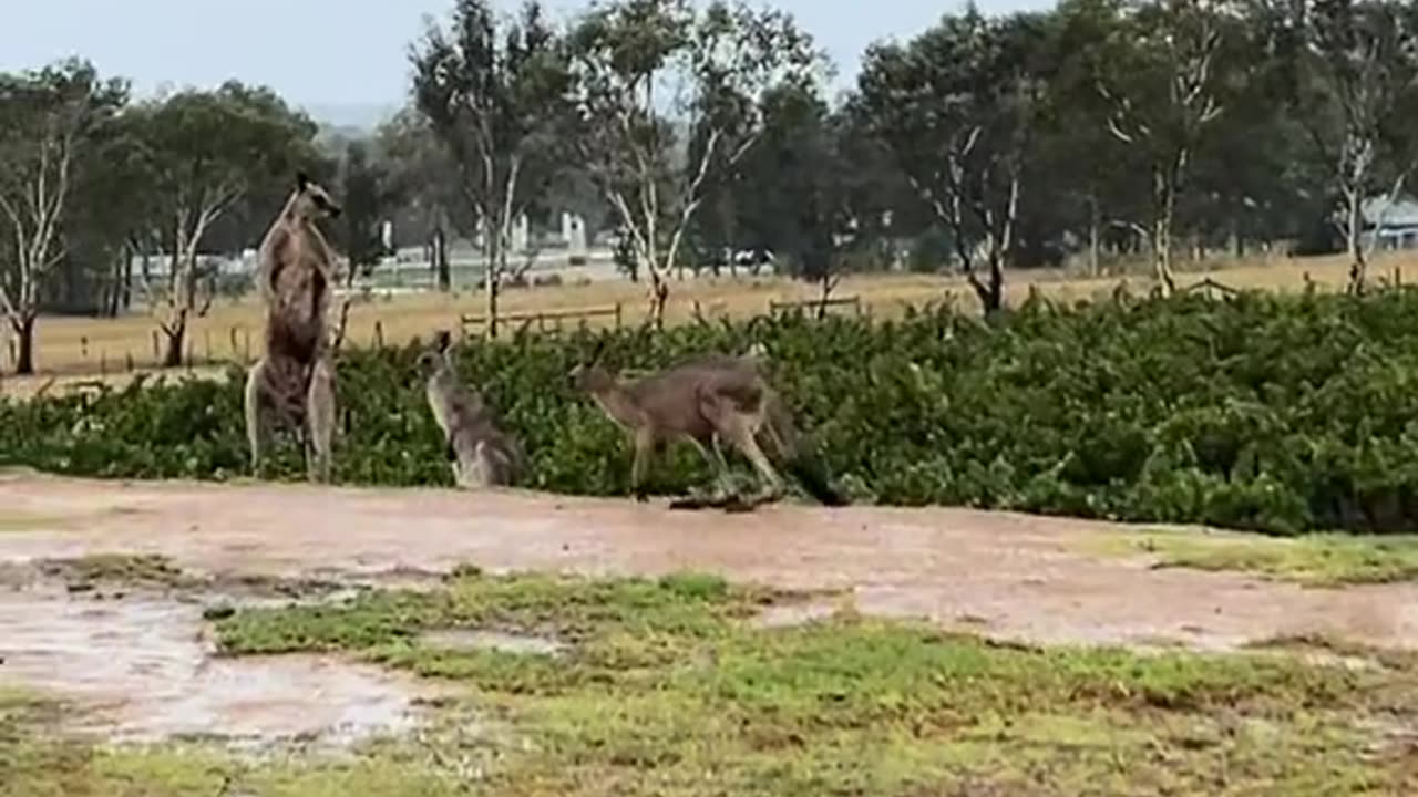 Kangaroo diaries only in Australia 🇦🇺