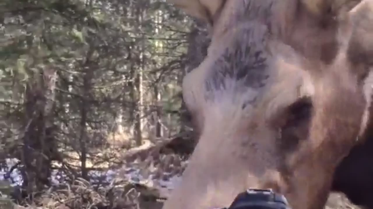 🤯✨ You Won't Believe How Huge Moose Are! | FeedMyCuriosity