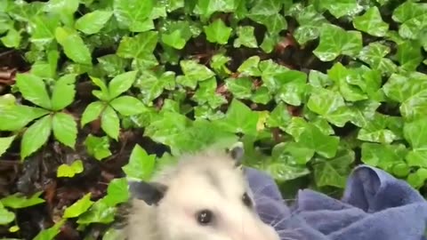 😊🐾 Thank You, Hooman! You Won't Believe What Happens Next | FeedMyCuriosity