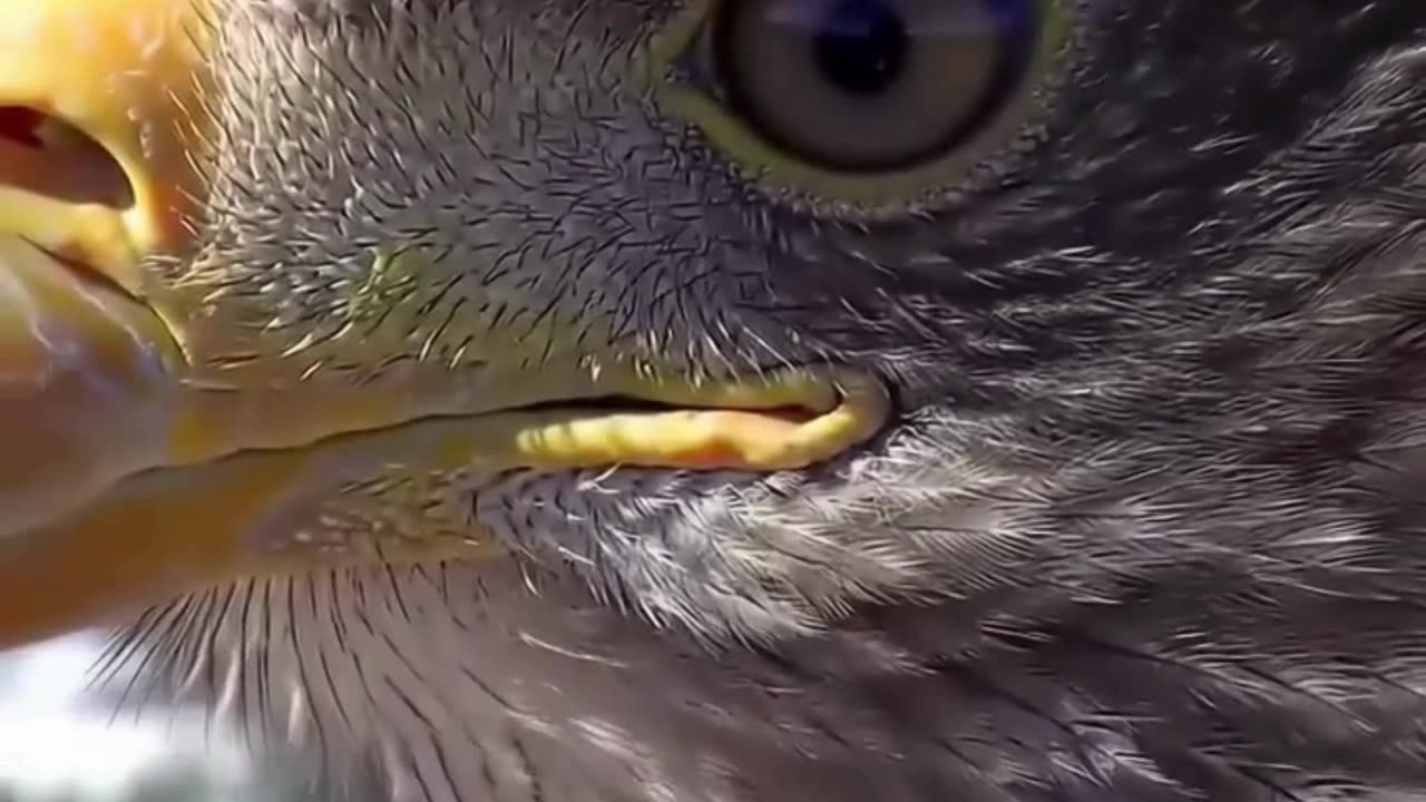 Macro Close-Up of an Eagle’s Eye in the Wild 🦅👁️🌲