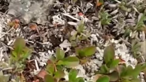Foraging Secrets_ Finding Berries & Caribou Lichen!