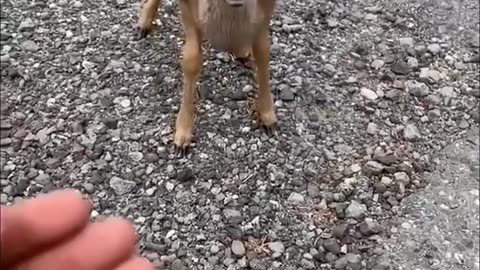 Man gets surprise after rescuing baby deer from python