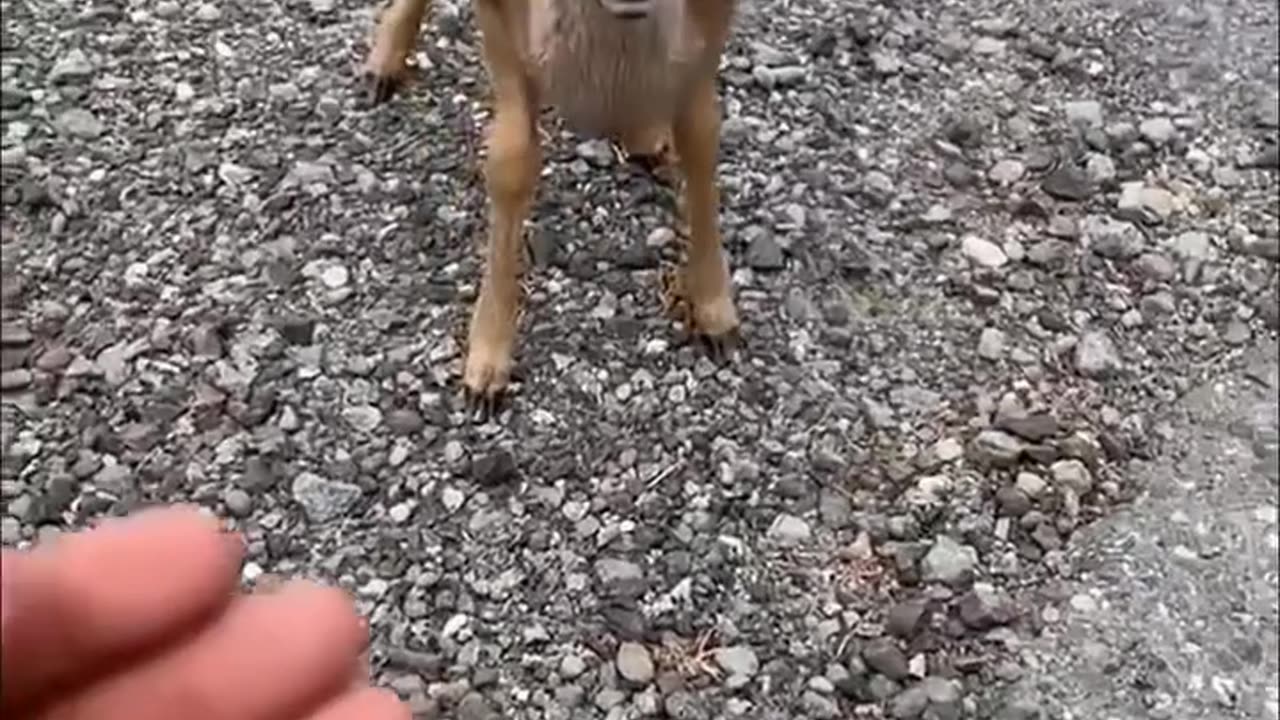 Man gets surprise after rescuing baby deer from python