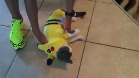 Fun with Funny Animals, Try Not 2 Laugh