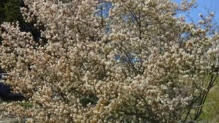 Bonus Video Saskatoon Berries
