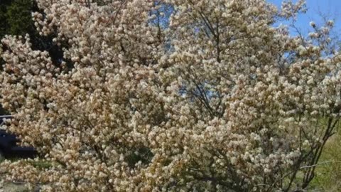 Bonus Video Saskatoon Berries
