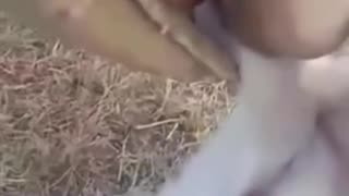 😂🐶 Wait For The Ending... Dog's Crazy Transformation! | FunFM
