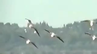 birds