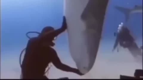 SHARK CORE: