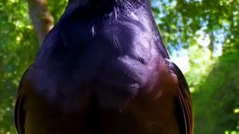 🎶 The Enchanting Song of the Blackbird – Nature’s Purest Melody! 🍃✨