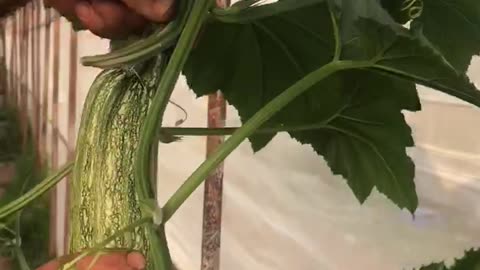 Winter pumking harvest