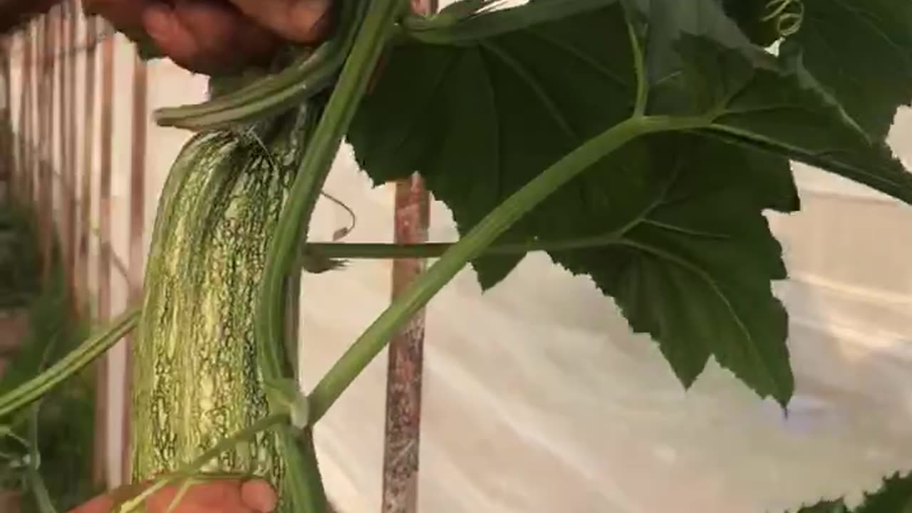 Winter pumking harvest