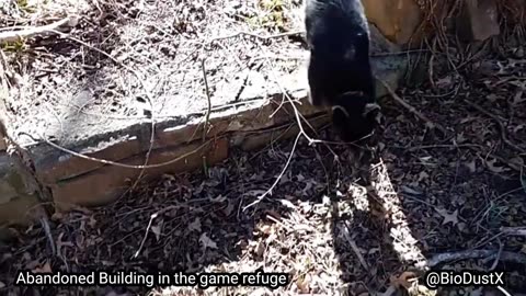 Exploring an abandoned structure in the Okmulgee Game Refuge Oklahoma