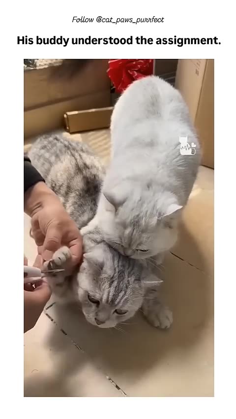 How cute they Are😹