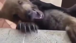 🐶😂 Who's Going to Tell Him He's Not a Dog? | FunFM
