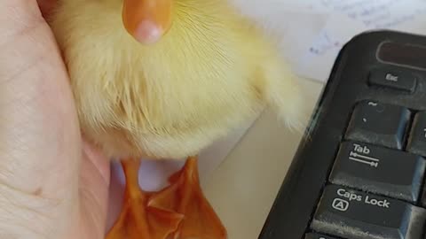 Duckling nap time