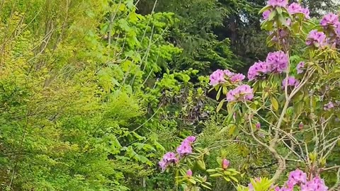 The Beautiful Garden of Scripture