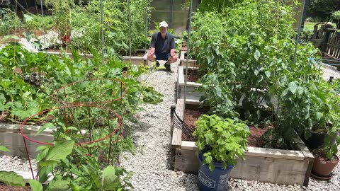 Simple Trick to Make Your Peppers Grow SUPER Fast!