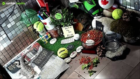 🔴LiveStream2025🔴04-30🍁🐉 Bearded🐲Dragons Day 31🔴 🍏Healthy4Life🐉 Mascots 🍎🐲 Meet Kobe & Health🐉 Day In The Life Of Bearded Dragons🐲🐉⭕Live🦎Streaming🔴