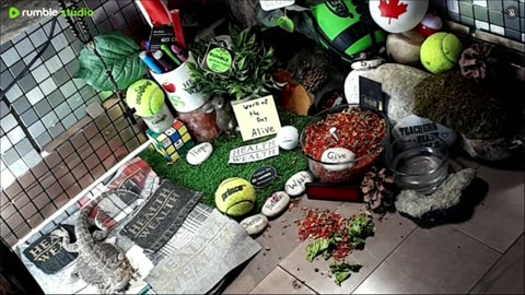 🔴LiveStream2025🔴04-30🍁🐉 Bearded🐲Dragons Day 31🔴 🍏Healthy4Life🐉 Mascots 🍎🐲 Meet Kobe & Health🐉 Day In The Life Of Bearded Dragons🐲🐉⭕Live🦎Streaming🔴