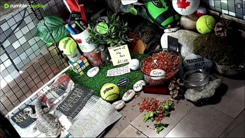 🔴LiveStream2025🔴04-30🍁🐉 Bearded🐲Dragons Day 31🔴 🍏Healthy4Life🐉 Mascots 🍎🐲 Meet Kobe & Health🐉 Day In The Life Of Bearded Dragons🐲🐉⭕Live🦎Streaming🔴