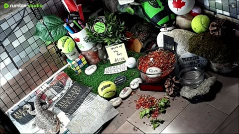 🔴LiveStream2025🔴04-30🍁🐉 Bearded🐲Dragons Day 31🔴 🍏Healthy4Life🐉 Mascots 🍎🐲 Meet Kobe & Health🐉 Day In The Life Of Bearded Dragons🐲🐉⭕Live🦎Streaming🔴