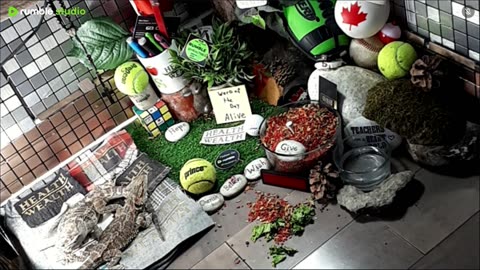 🔴LiveStream2025🔴04-30🍁🐉 Bearded🐲Dragons Day 31🔴 🍏Healthy4Life🐉 Mascots 🍎🐲 Meet Kobe & Health🐉 Day In The Life Of Bearded Dragons🐲🐉⭕Live🦎Streaming🔴