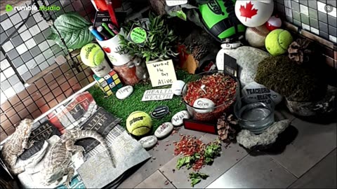 🔴LiveStream2025🔴04-30🍁🐉 Bearded🐲Dragons Day 31🔴 🍏Healthy4Life🐉 Mascots 🍎🐲 Meet Kobe & Health🐉 Day In The Life Of Bearded Dragons🐲🐉⭕Live🦎Streaming🔴