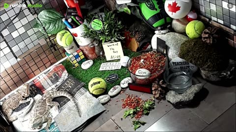 🔴LiveStream2025🔴04-30🍁🐉 Bearded🐲Dragons Day 31🔴 🍏Healthy4Life🐉 Mascots 🍎🐲 Meet Kobe & Health🐉 Day In The Life Of Bearded Dragons🐲🐉⭕Live🦎Streaming🔴