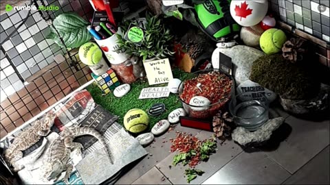 🔴LiveStream2025🔴04-30🍁🐉 Bearded🐲Dragons Day 31🔴 🍏Healthy4Life🐉 Mascots 🍎🐲 Meet Kobe & Health🐉 Day In The Life Of Bearded Dragons🐲🐉⭕Live🦎Streaming🔴