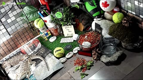 🔴LiveStream2025🔴04-30🍁🐉 Bearded🐲Dragons Day 31🔴 🍏Healthy4Life🐉 Mascots 🍎🐲 Meet Kobe & Health🐉 Day In The Life Of Bearded Dragons🐲🐉⭕Live🦎Streaming🔴