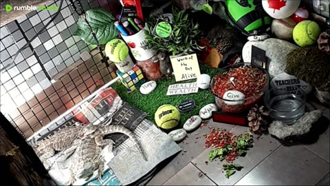 🔴LiveStream2025🔴04-30🍁🐉 Bearded🐲Dragons Day 31🔴 🍏Healthy4Life🐉 Mascots 🍎🐲 Meet Kobe & Health🐉 Day In The Life Of Bearded Dragons🐲🐉⭕Live🦎Streaming🔴