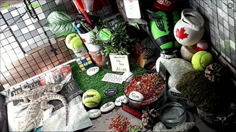 🔴LiveStream2025🔴04-30🍁🐉 Bearded🐲Dragons Day 31🔴 🍏Healthy4Life🐉 Mascots 🍎🐲 Meet Kobe & Health🐉 Day In The Life Of Bearded Dragons🐲🐉⭕Live🦎Streaming🔴