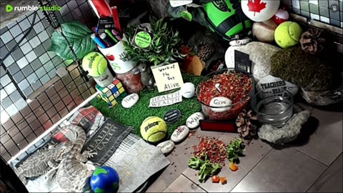 🔴LiveStream2025🔴04-30🍁🐉 Bearded🐲Dragons Day 31🔴 🍏Healthy4Life🐉 Mascots 🍎🐲 Meet Kobe & Health🐉 Day In The Life Of Bearded Dragons🐲🐉⭕Live🦎Streaming🔴