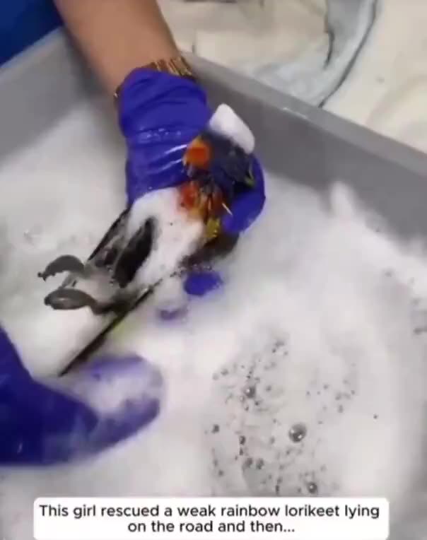 A bird that brought all its friends to thank the lady who rescued it