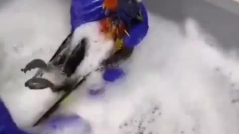 A bird that brought all its friends to thank the lady who rescued it