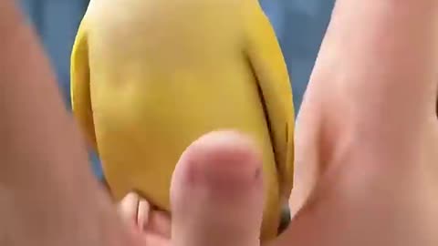 FUNNIEST Parrot Videos EVER p60