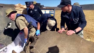Radioactive isotopes protect South Africa's rhinos from poaching