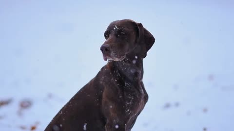 dog in snowfall