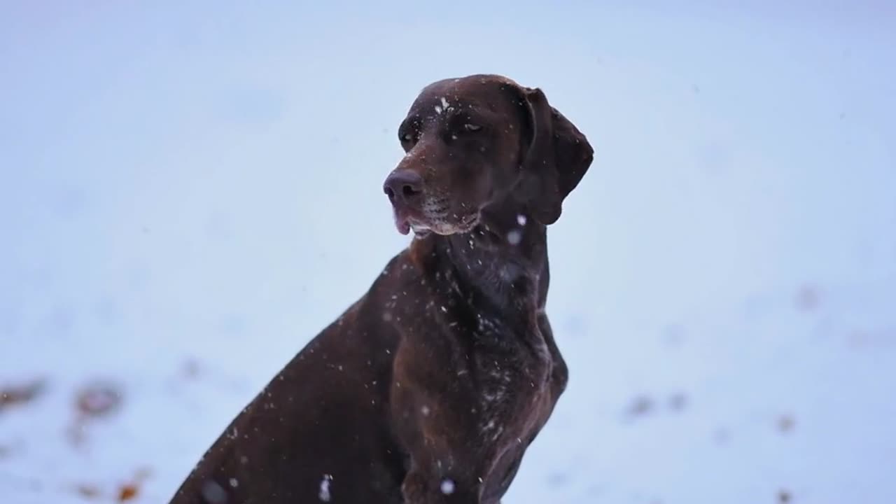 dog in snowfall